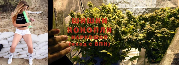 прущие грибы Аркадак